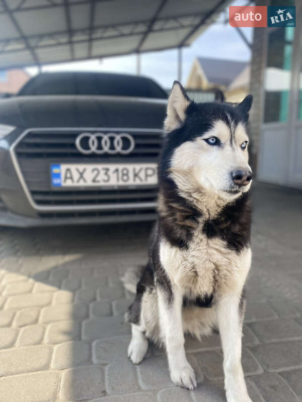 Універсал Audi A4 2017 в Кременчуці