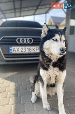 Универсал Audi A4 2017 в 