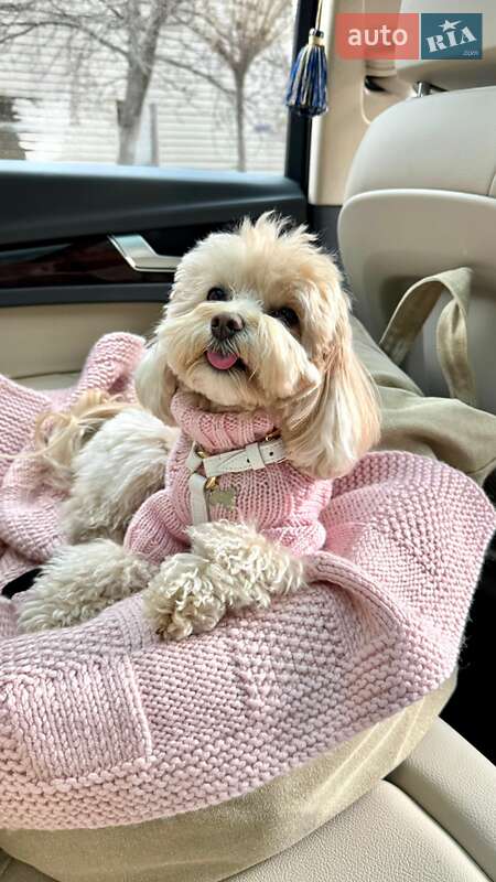 Внедорожник / Кроссовер Audi Q5 2020 в Киеве фото 5 Внедорожник / Кроссовер Audi Q5 2020 в Киеве