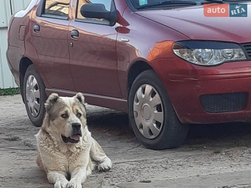 Седан Fiat Albea 2006 в Сумах фото 6 Седан Fiat Albea 2006 в Сумах