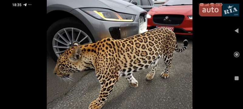 Позашляховик / Кросовер Jaguar I-Pace 2021 в Києві