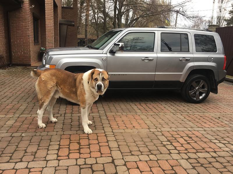 Позашляховик / Кросовер Jeep Patriot 2016 в Боярці фото 14 Позашляховик / Кросовер Jeep Patriot 2016 в Боярці
