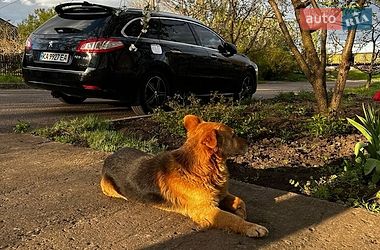 Универсал Peugeot 508 2013 в Киеве