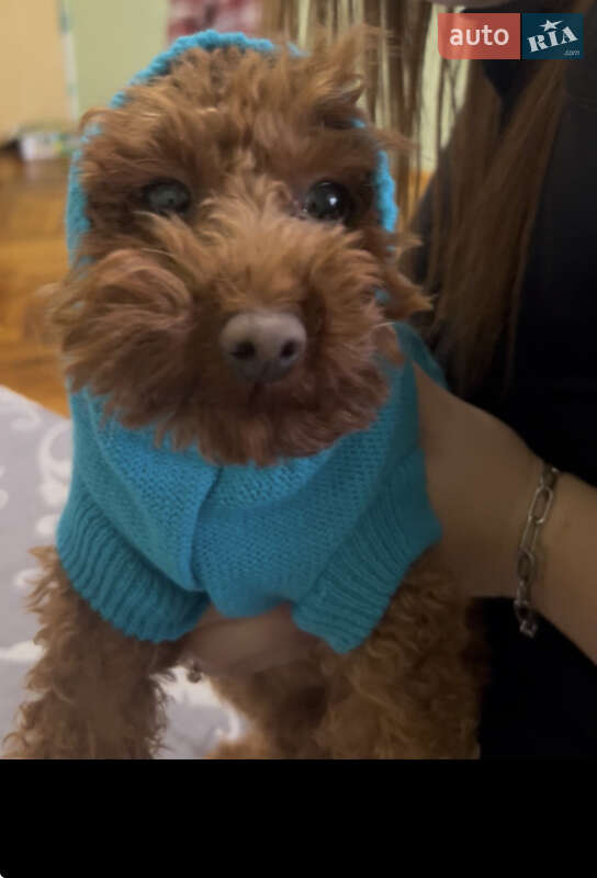 Седан Volkswagen Passat 2012 в Киеве