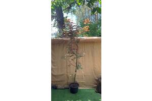 Клен ложноплатовий Rovinsky Garden Acer Eskimo Sunset Sycamore Maple, 4 -5м, об'єм горщика 50л (RG017)