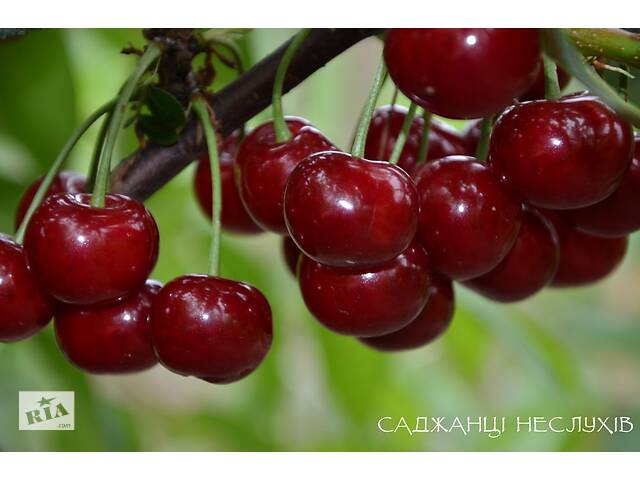 Саженцы вишни 7 сортов, саженцы вишни
