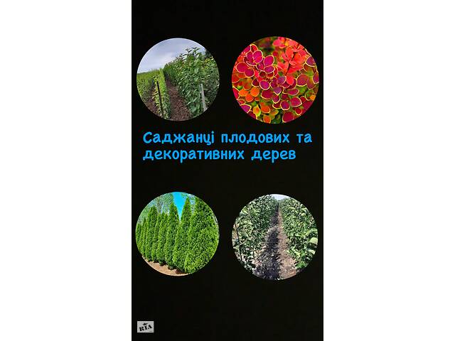 Саженцы