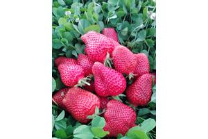Медвежье ушко саженцы клубники. all for home and garden sazhentsy klubnyky 151357812b. Медвежье ушко саженцы клубники фото. Медвежье ушко саженцы клубники-all for home and garden sazhentsy klubnyky 151357812b. картинка Медвежье ушко саженцы клубники. картинка all for home and garden sazhentsy klubnyky 151357812b. Различные элитные сорта голландской селекции.крупни, сладкие, транспортабельные. ранние: десна, Хоней, румба. Среднеранние: соната, флорета, Эльсанта. Поздние: мальвина, дж.