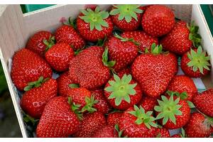 Рассада клубники одесская область. all for home and garden sazhentsy klubnyky 187107457b. Рассада клубники одесская область фото. Рассада клубники одесская область-all for home and garden sazhentsy klubnyky 187107457b. картинка Рассада клубники одесская область. картинка all for home and garden sazhentsy klubnyky 187107457b. Дом и сад » Сад / огород