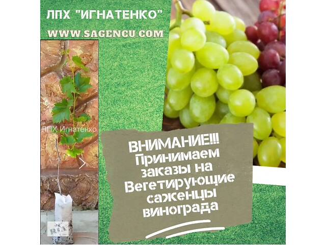 Вегетирующие саженцы винограда и ежевики