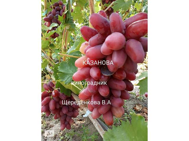Виноград саженец Казанова