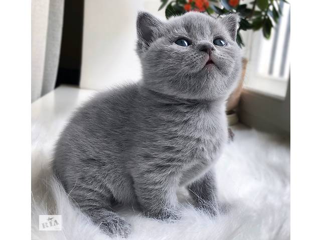 Британские котята