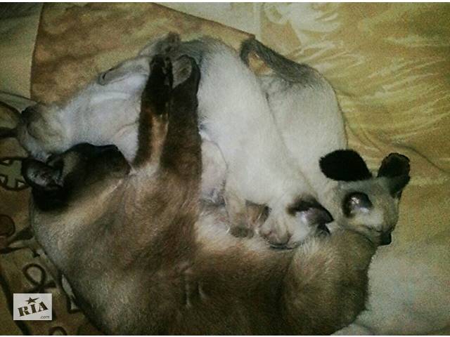 Продам котят тайской породы