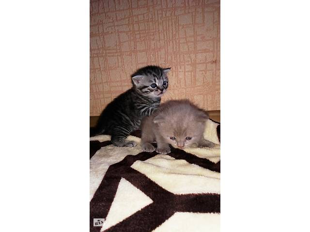 Шотландские котята