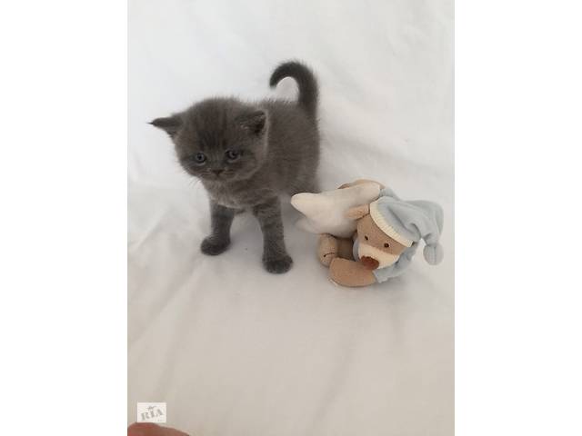 Шотландские котята
