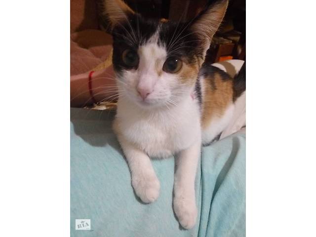 Отдам 6 месячный котенок в хорошие руки