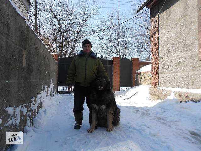 Продаются щенки кавказской овчарки
