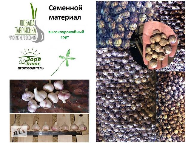 Посевной материал, семена чеснока от производителя