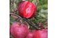  Саженцы плодовых деревьев в питомнике "Агродиво"- объявление о продаже  в Днепре (Днепропетровск)