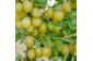  Саженцы плодовых деревьев в питомнике "Агродиво"- объявление о продаже  в Днепре (Днепропетровск)