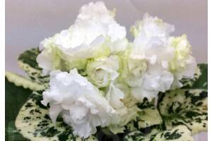 Фіалки сортові, дитинко ЛЕ-Біла Камелія - красиві пелюстки