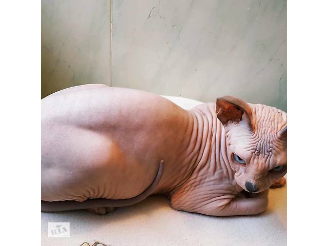 Кот развязан с документами