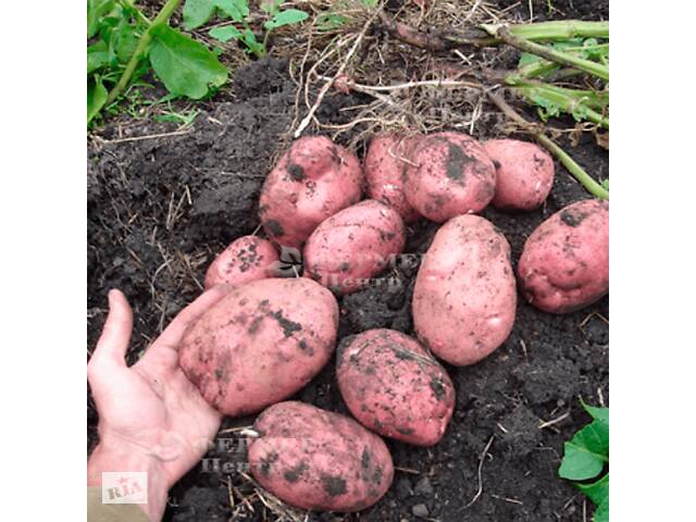 Продам картоплю
