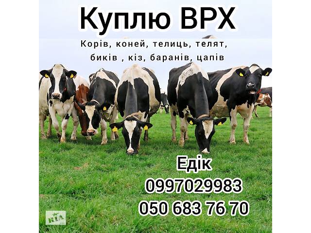 КУПЛЮ ВРХ (корів, биків, телиць, коней, кіз, баранів)