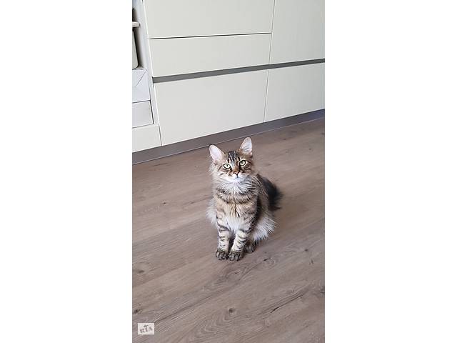Отдам котика в хорошие руки