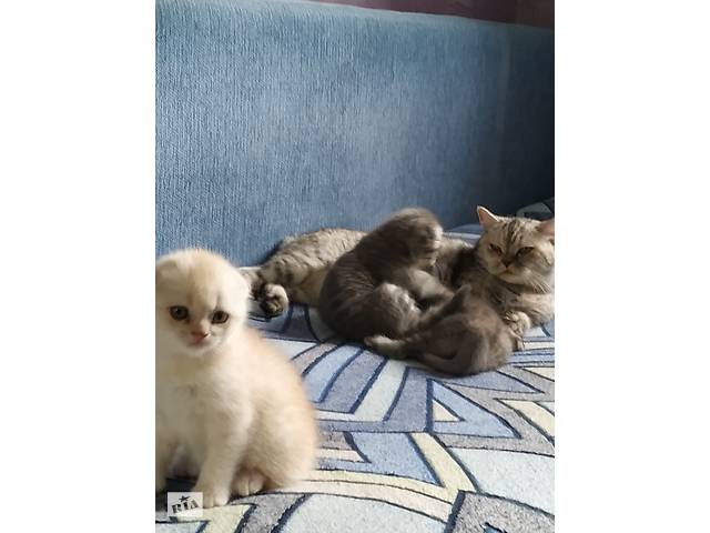 Продам шотландських котиків