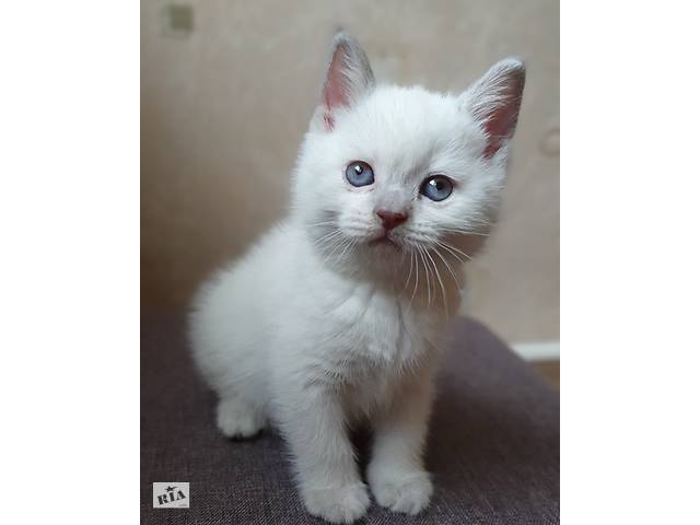 Шотландский котенок девочка