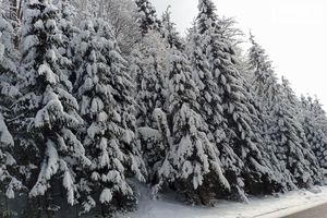 Продается земельный участок 40 соток в Закарпатской области